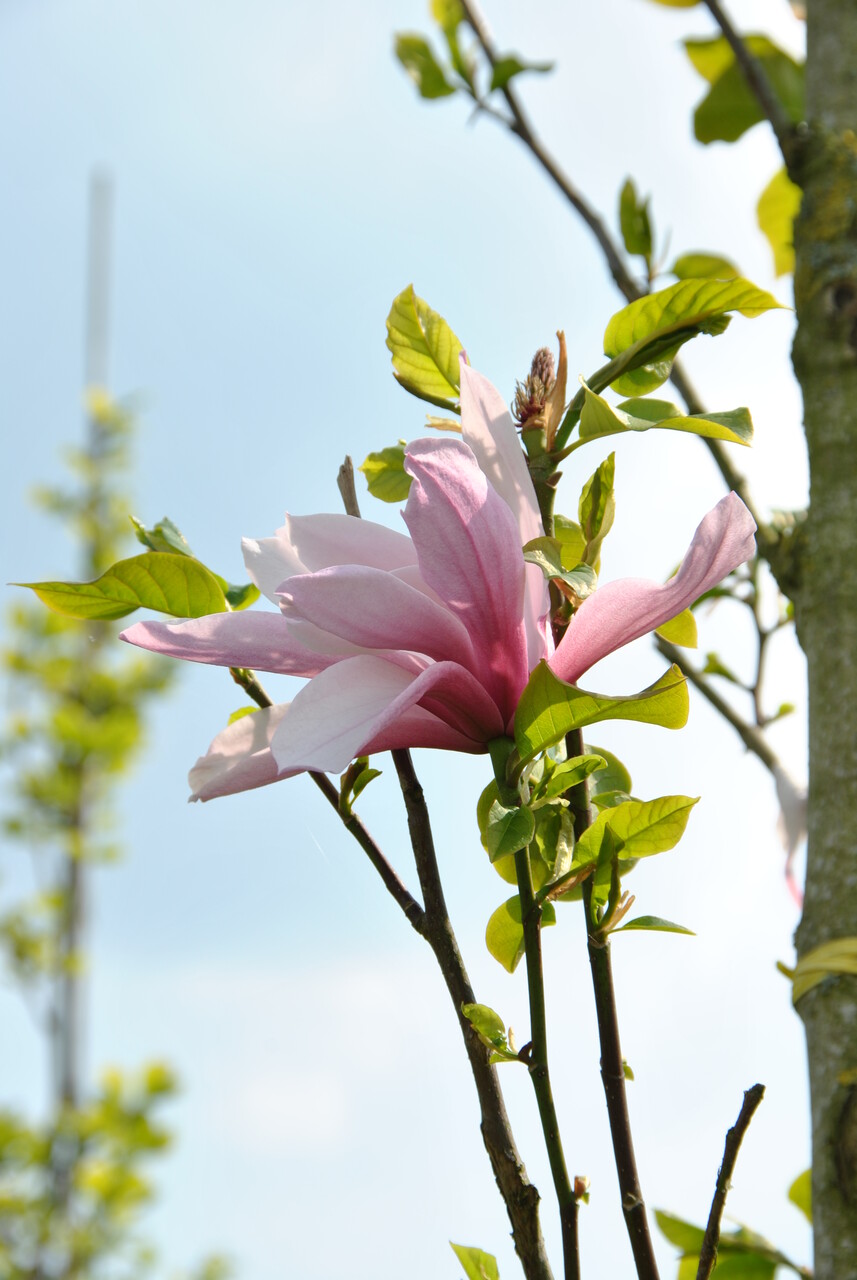 Magnolia 'Galaxy' | Magnolia 'Galaxy' - Van den Berk Nurseries